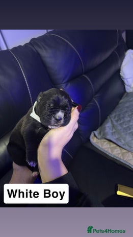 Cane Corso dogs 12 beautiful cane corso puppies 🐾 - Advert 1