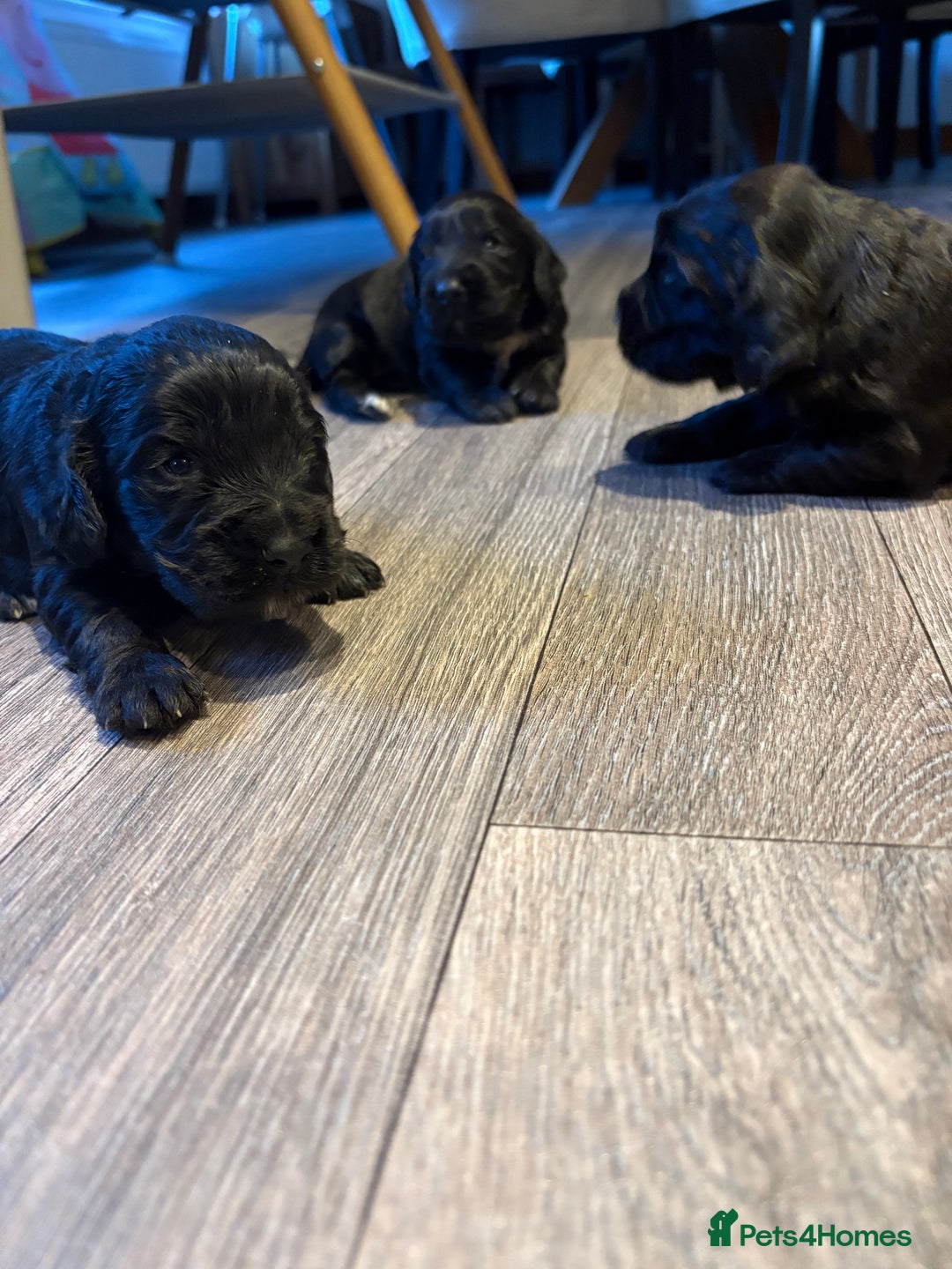 Cocker Spaniel dogs for sale: Beautiful show/working cocker spaniels 🐶🐾 - Advert 10