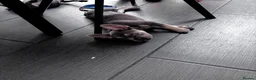 French Bulldog dogs for sale: French Bull Dog Puppies! - Advert 5