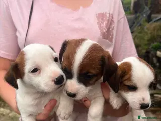 Jack Russell dogs 3 female Jack Russell puppies ready to go - Advert 1