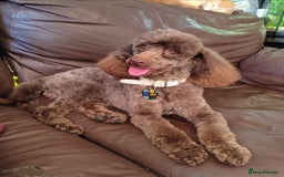 Poodle dogs for stud: Fully health tested and kc reg chocolate toy. in Blackburn - Image 1