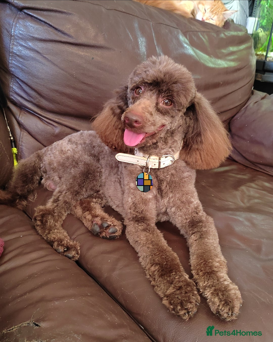Poodle dogs for stud: Fully health tested and kc reg chocolate toy. in Blackburn - Image 1