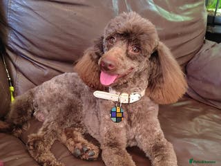 Poodle dogs Fully health tested and kc reg chocolate toy. in Blackburn - Advert 3