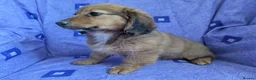 Mixed Breed dogs for sale: Unique Litter Miniature Dachshund & "Dameranian" - Advert 19