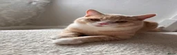 Mixed Breed cats for sale: British sorthair and Maine coon mixed bread  - Advert 1