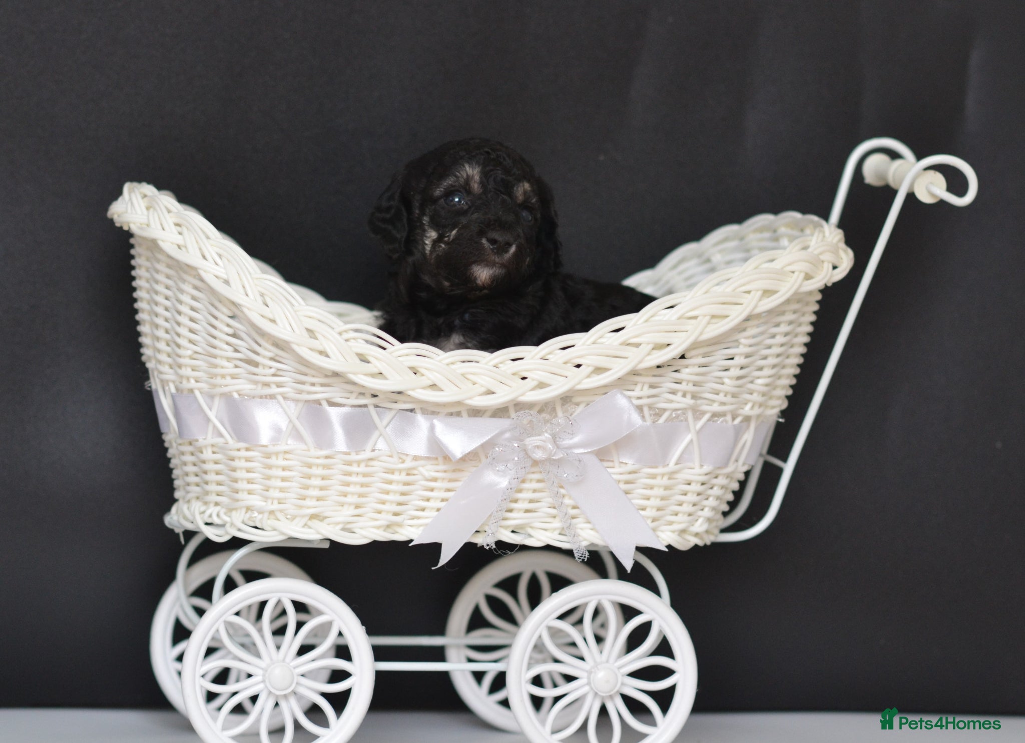 Miniature Poodle dogs Miniature poodle puppies from DNA tested parents.  - Advert 2