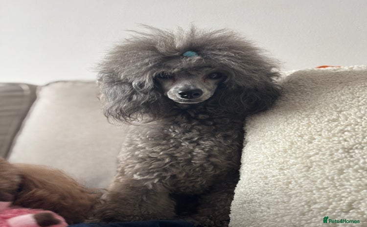 Miniature Poodle dogs - Advert 6