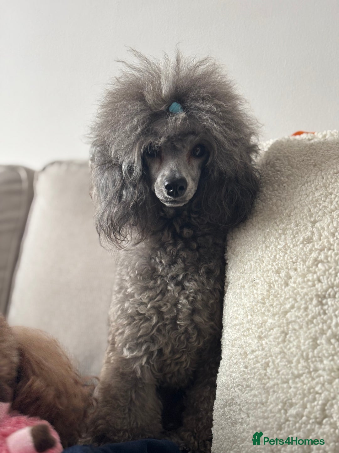 Miniature Poodle dogs for stud: ✨SILVER MINIATURE POODLE STUD✨ - Image 2