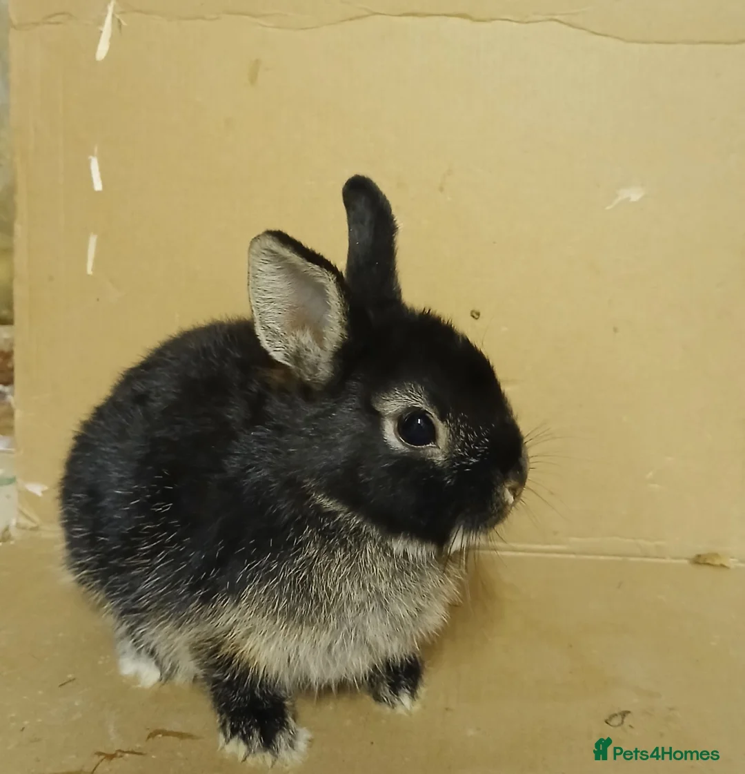 Netherland Dwarf rabbits for sale: Young Netherland Dwarf buck - Advert 4