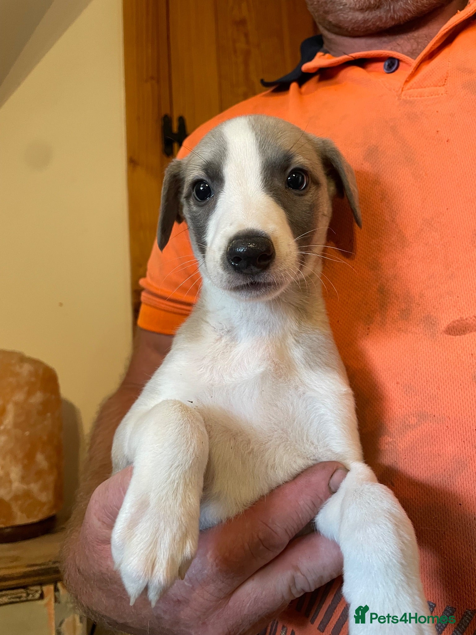 Whippet dogs Whippet pups  - Advert 1