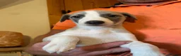 Whippet dogs for sale: Whippet pups  - Advert 1