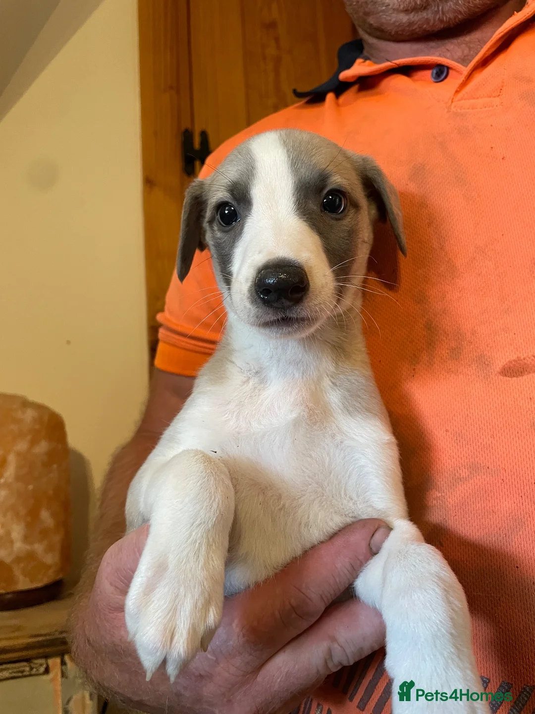 Whippet dogs for sale: Whippet pups  - Advert 1