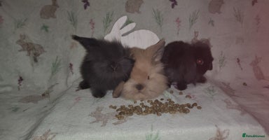 Mini Lion Lop rabbits - Advert 12