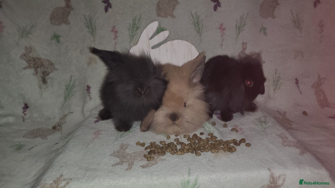 Mini Lion Lop rabbits for sale: Mini lion lops double mane - Image 2