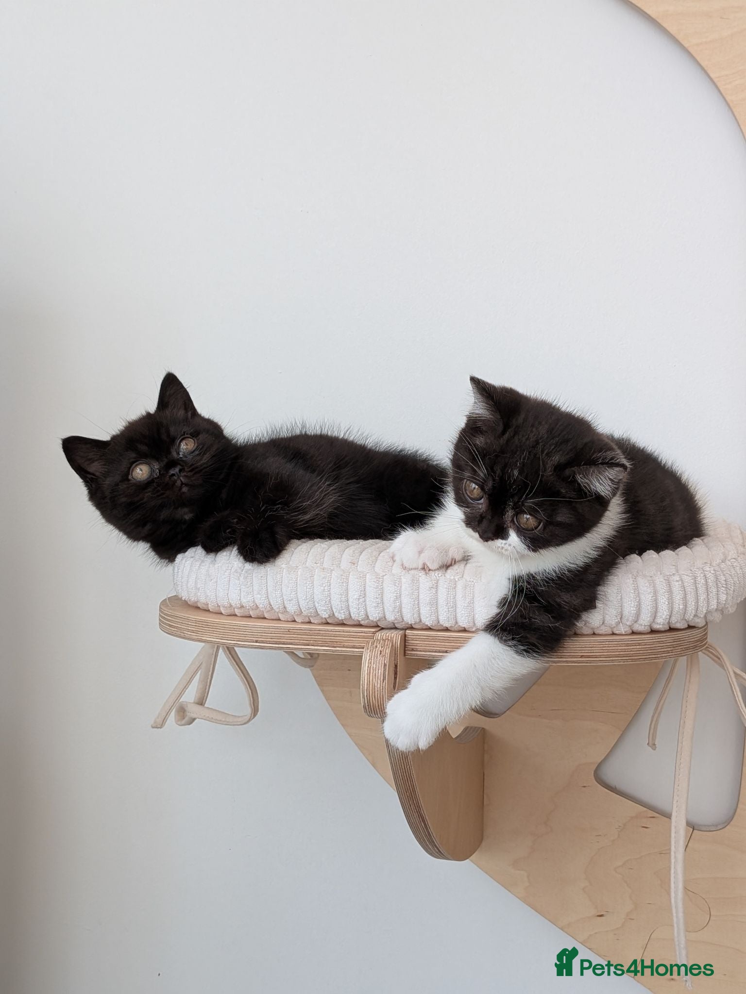 British Shorthair cats GCCF Registered Kittens  - Advert 1