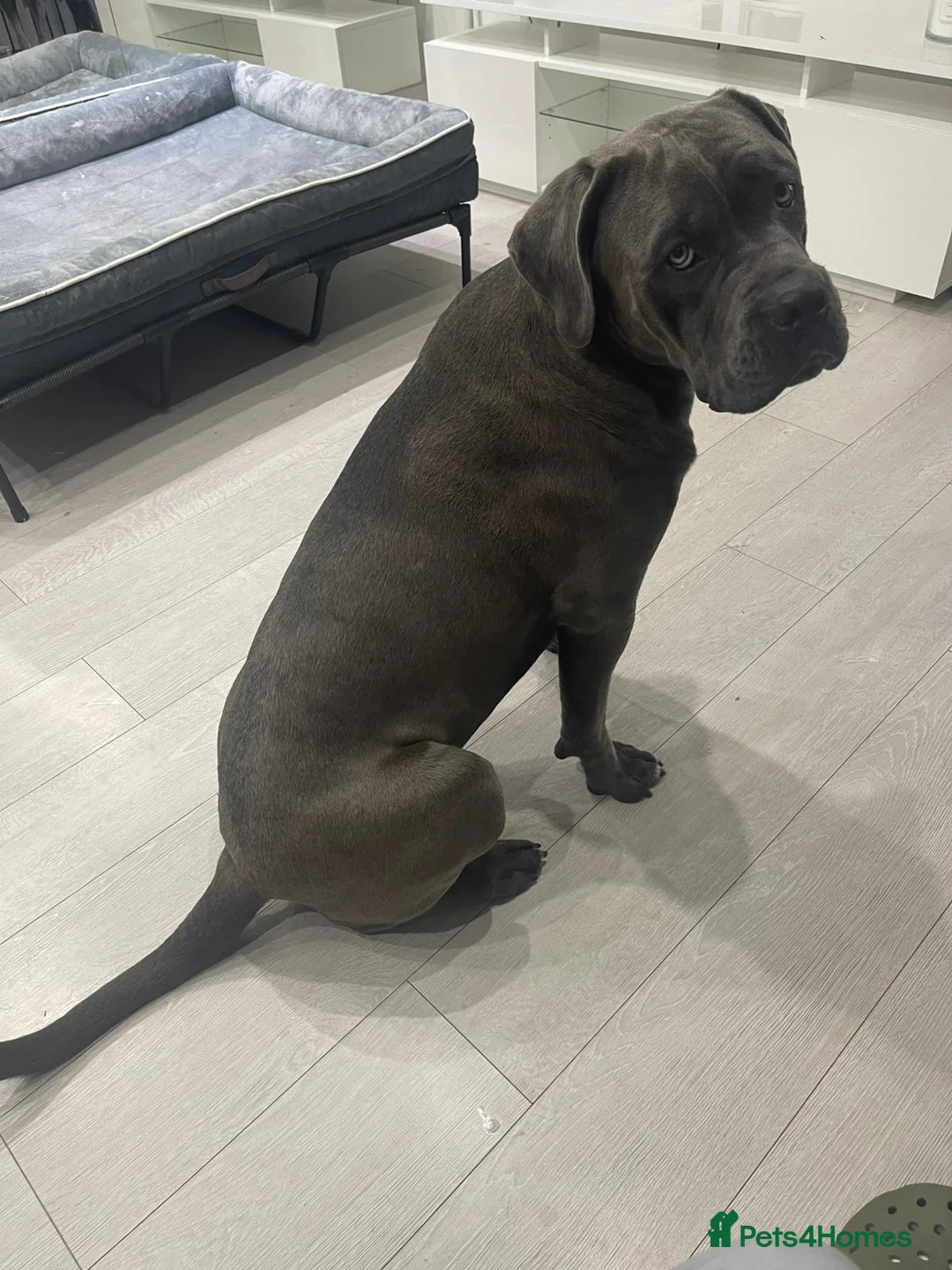 Cane Corso dogs for sale: Pure Cane Corso puppies in Croydon - Advert 2