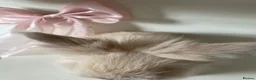 Mixed Breed rabbits for sale: lionhead x mini lop baby boys 🩵 - Advert 6