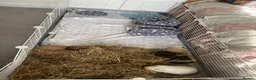 Guinea Pig rodents for sale: Chichester- 2 female guinea pigs for sale £30  in Chichester - Advert 6