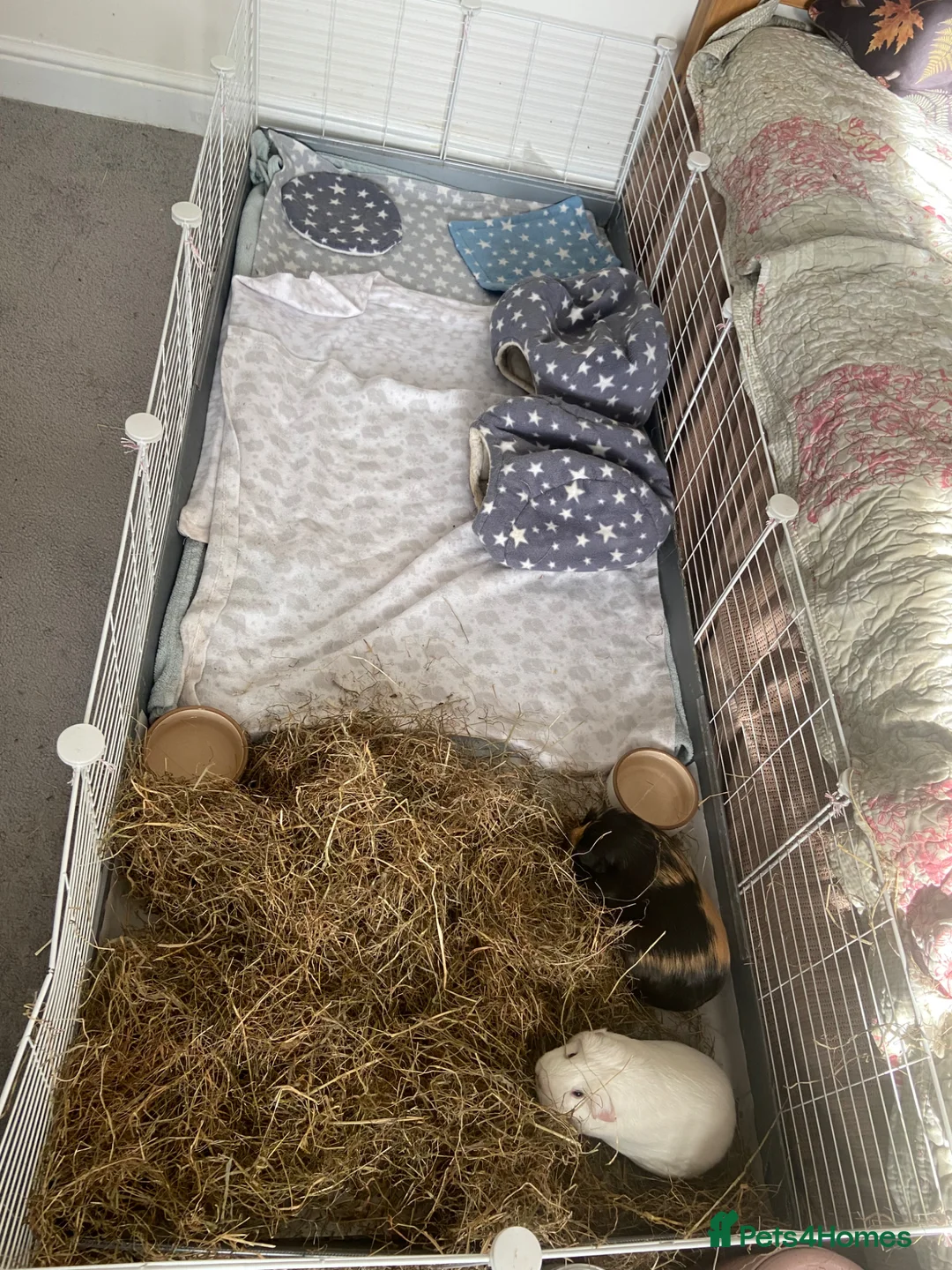 Guinea Pig rodents for sale: Chichester- 2 female guinea pigs for sale £30  in Chichester - Advert 6
