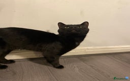 Domestic Shorthair cats for sale: 1 year old boy looking for his new home! - Image 2