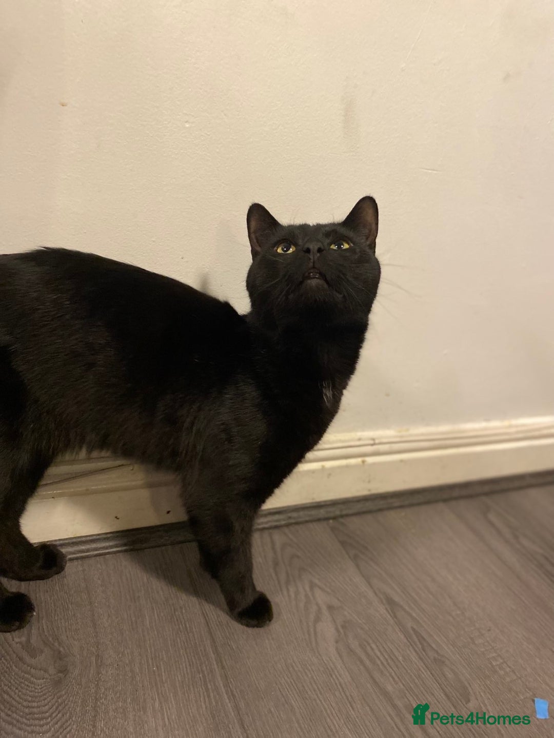 Domestic Shorthair cats for sale: 1 year old boy looking for his new home! - Image 2