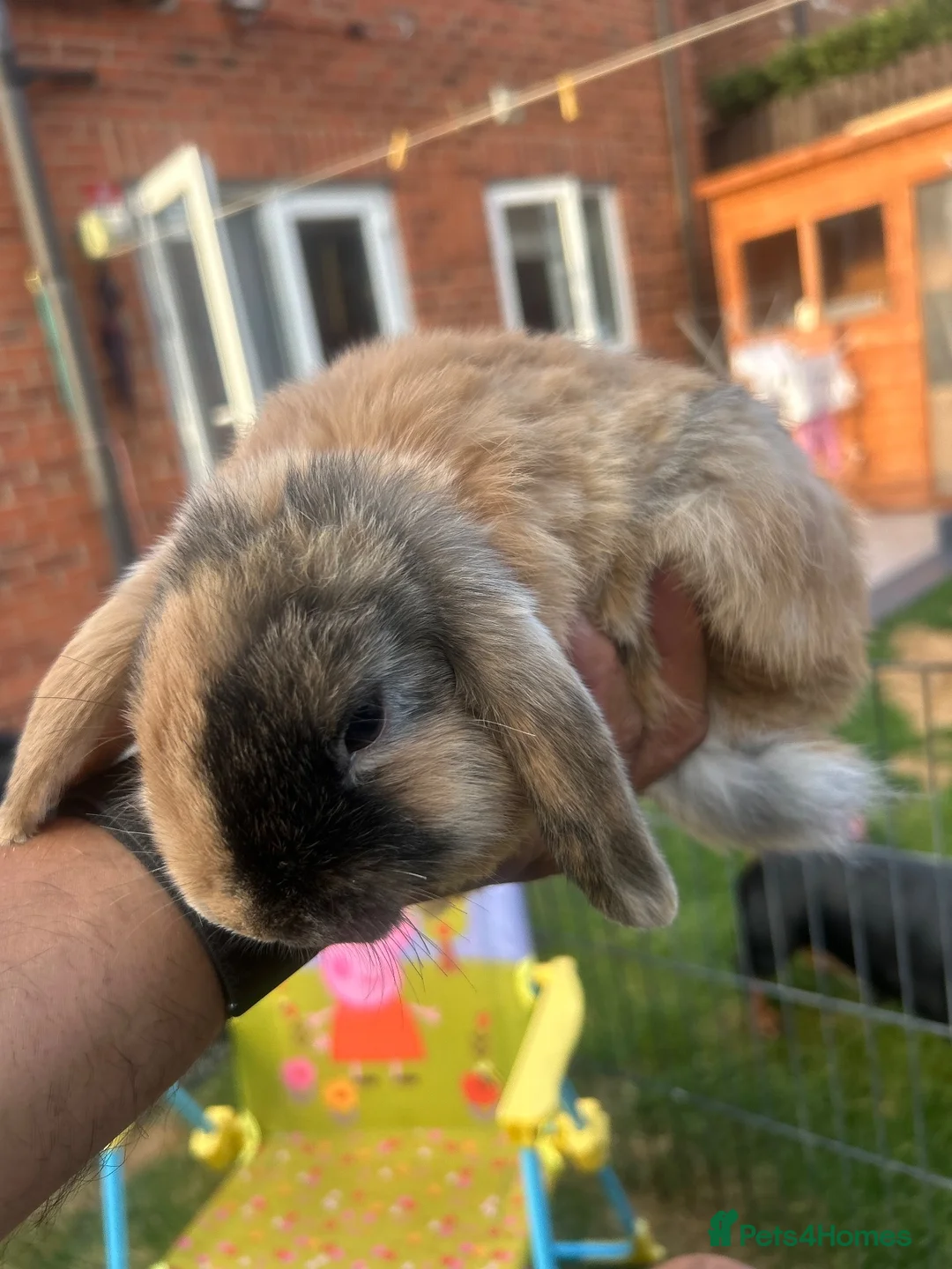 Dwarf Lop rabbits for sale: Mini dwarf lop bunnies - Advert 1