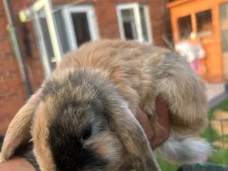 Dwarf Lop rabbits Mini dwarf lop bunnies - Advert 1