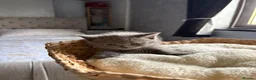 Scottish Fold cats for sale: 7 Beautifully Scottish Fold/Straight kittens - Advert 10