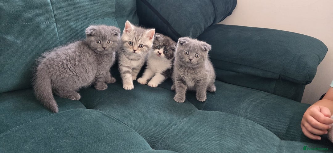 Scottish Fold cats for sale: For sale Scottish fold kitties  - Image 15