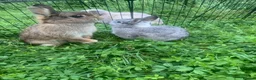 Netherland Dwarf rabbits for sale: URGENT 1 LEFT - Advert 21