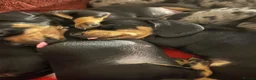 Dachshund dogs for sale: Smoothed hair dashunds  - Advert 2