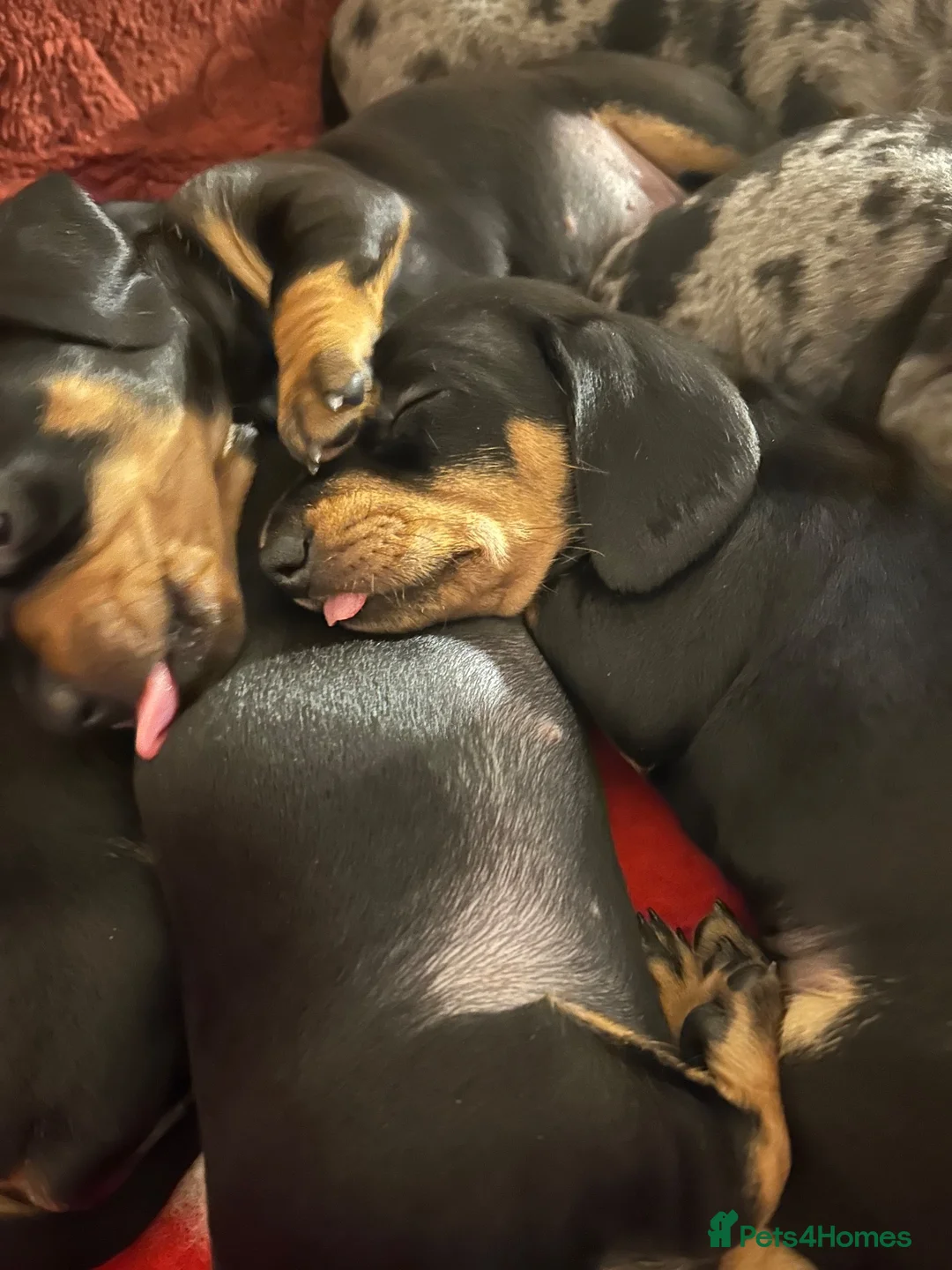 Dachshund dogs for sale: Smoothed hair dashunds  - Advert 2
