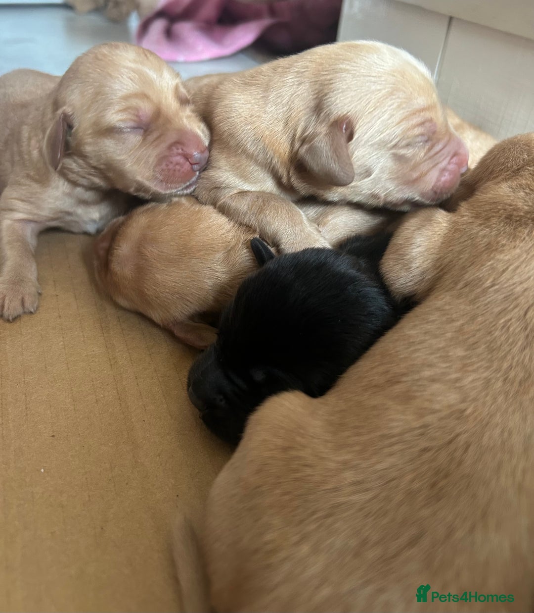 Springador dogs for sale: 3/4 Labrador (Springador x Labrador) Pups for Sale - Image 23
