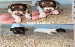 Jack Russell dogs for sale: Jack Russel puppy's  - Image 6