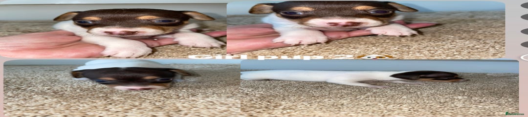 Jack Russell girl Pup 2 