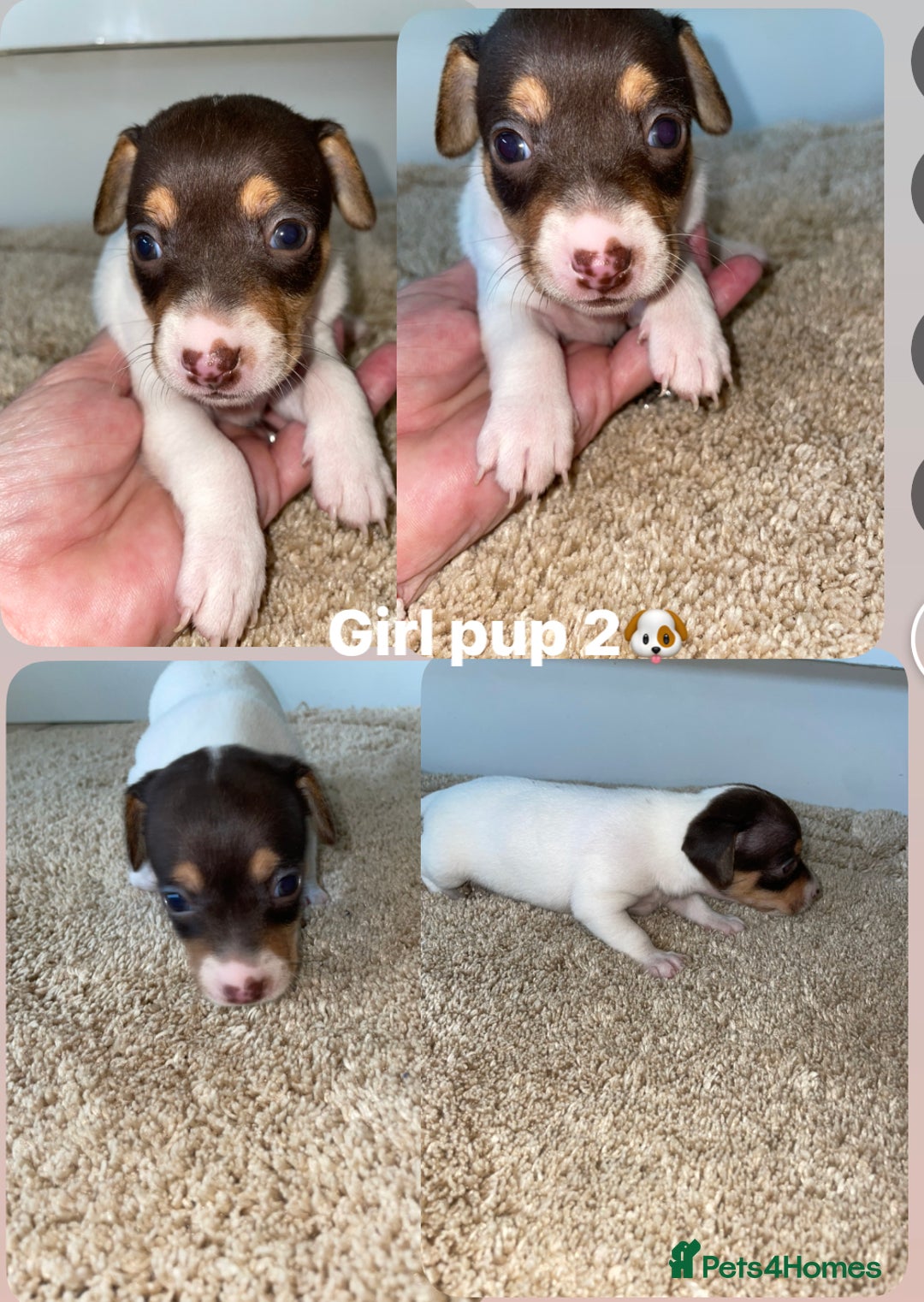 Jack Russell dogs for sale: Jack Russel puppy's  - Image 6