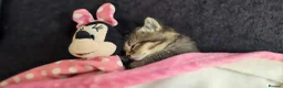 Mixed Breed cats for sale: Mixed breed tabby kitten - Advert 2