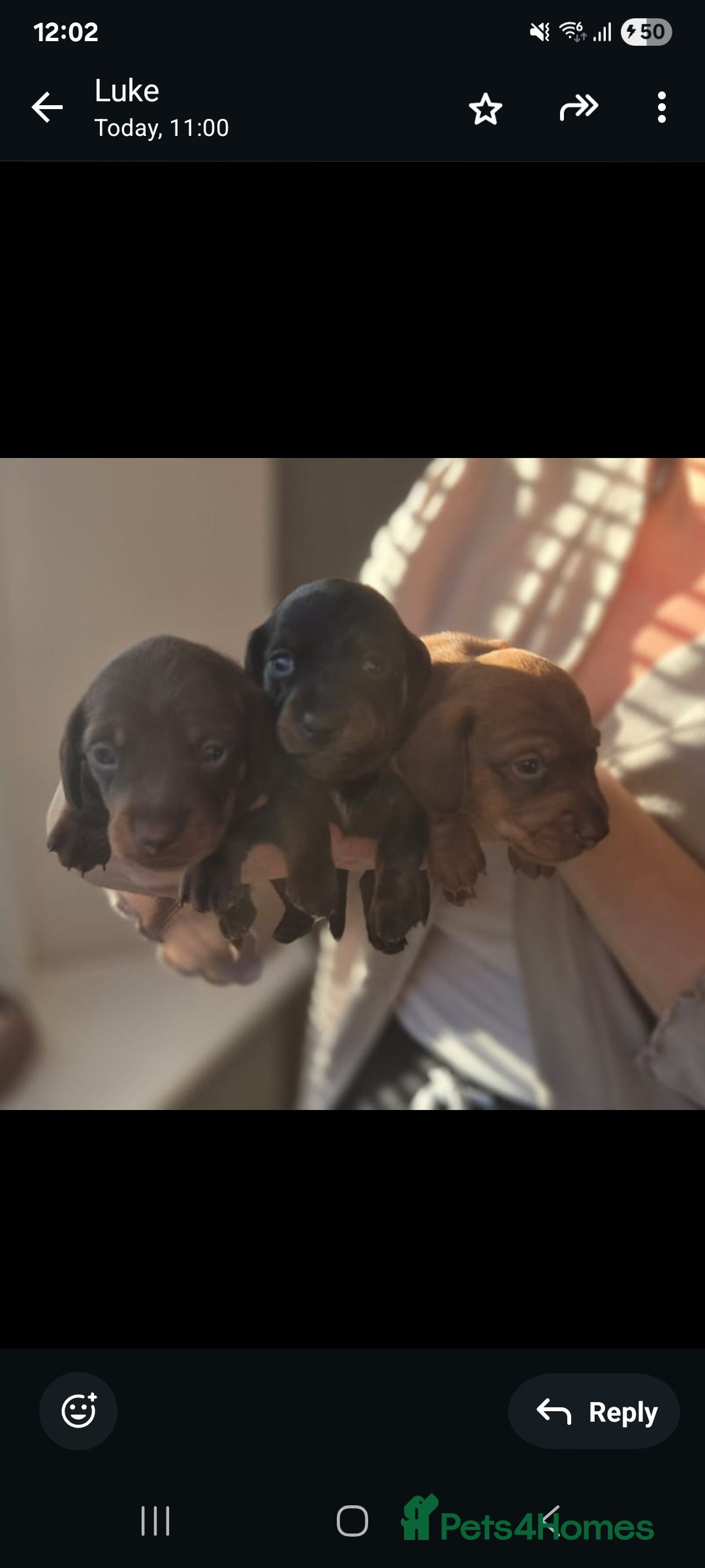 Miniature Dachshund dogs Beautiful Minature kinachen dachshunds  - Advert 7