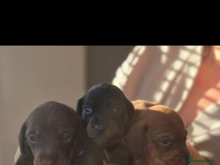 Miniature Dachshund dogs Beautiful Minature kinachen dachshunds - Advert 7