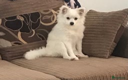 Pomeranian dogs for sale: Pomeranian puppy  - Image 1