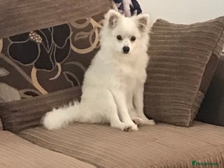 Pomeranian dogs - Advert 9