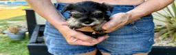 Miniature Schnauzer dogs for sale: Beautiful kc reg miniature schnauzer puppies - Advert 5
