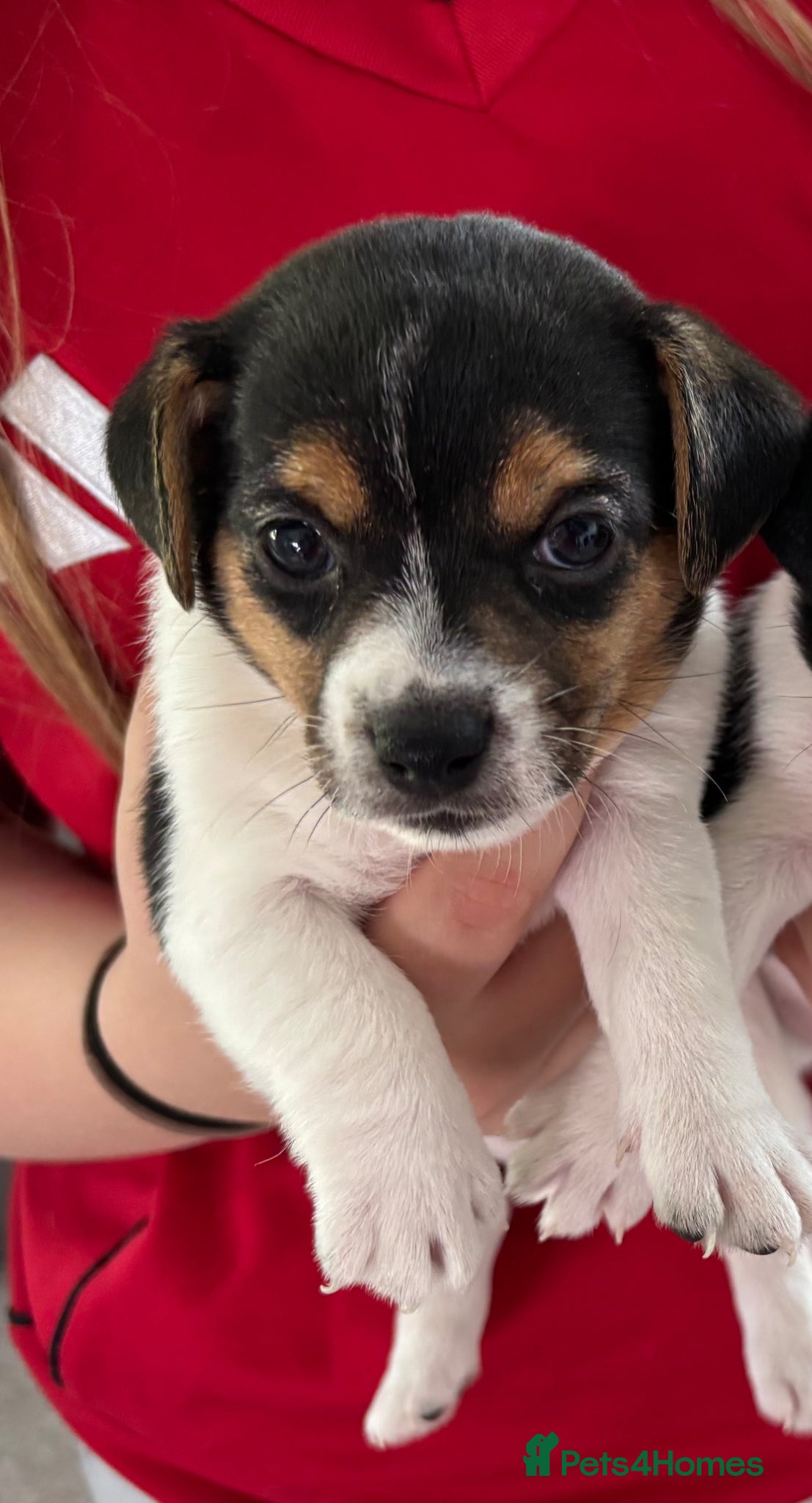 Jack Russell dogs for sale: Minature Jack Russell pups  in Enniskillen - Advert 4