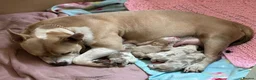 American Bully dogs for sale: Abkc pocket bully's in Barnsley - Advert 3
