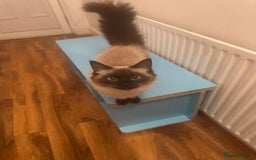 Ragdoll cats for sale: Beautiful Ragdoll female pedigree  in Gravesend - Image 4