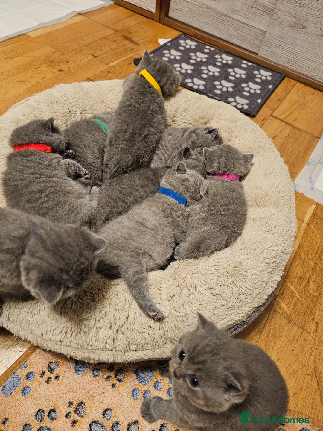 British Shorthair cats for sale: British Shorthair Blue & Lilac  - Advert 2