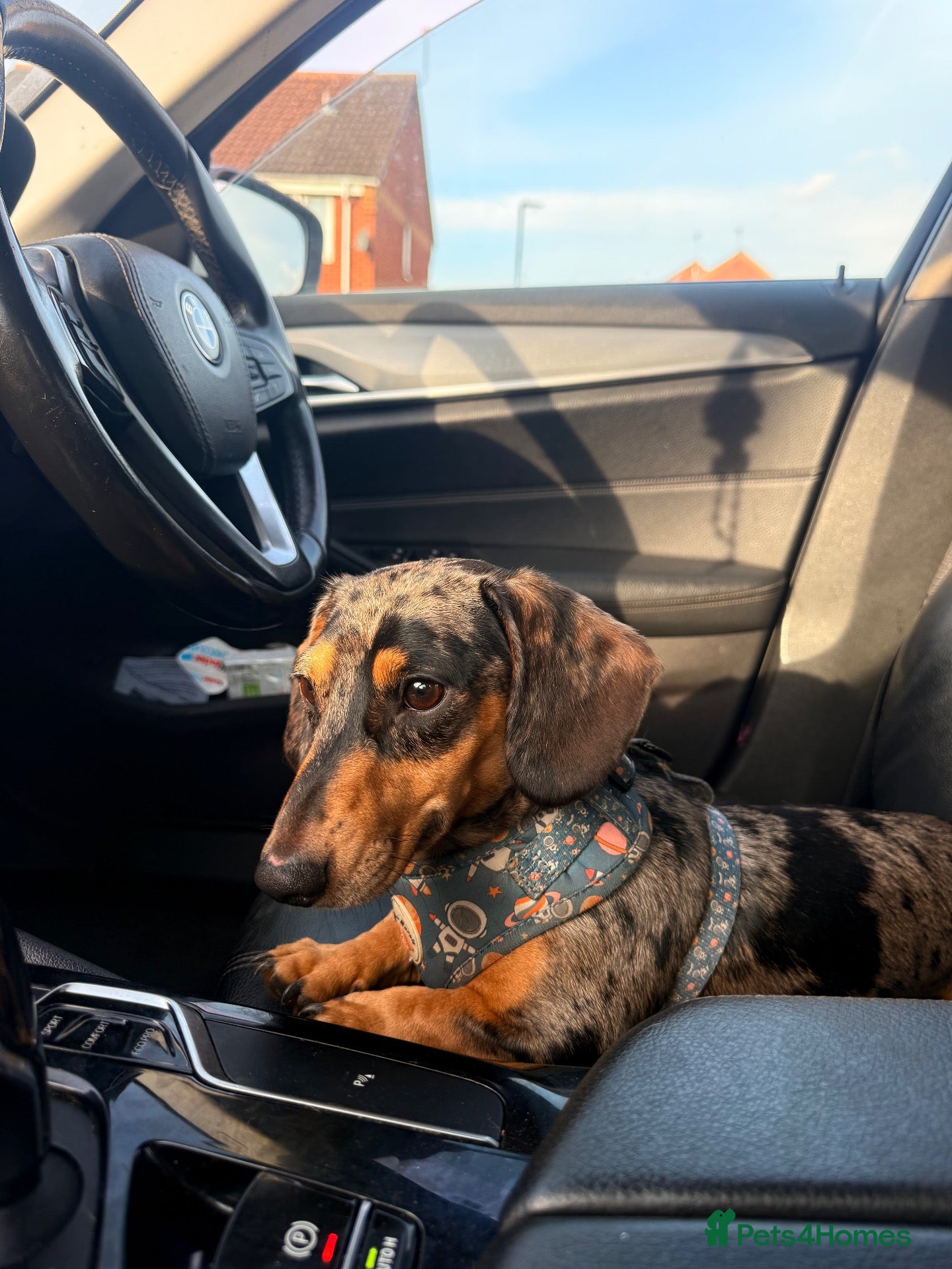Dachshund dogs Black and Tan Silver Dapple Dachshund for Stud! - Advert 9