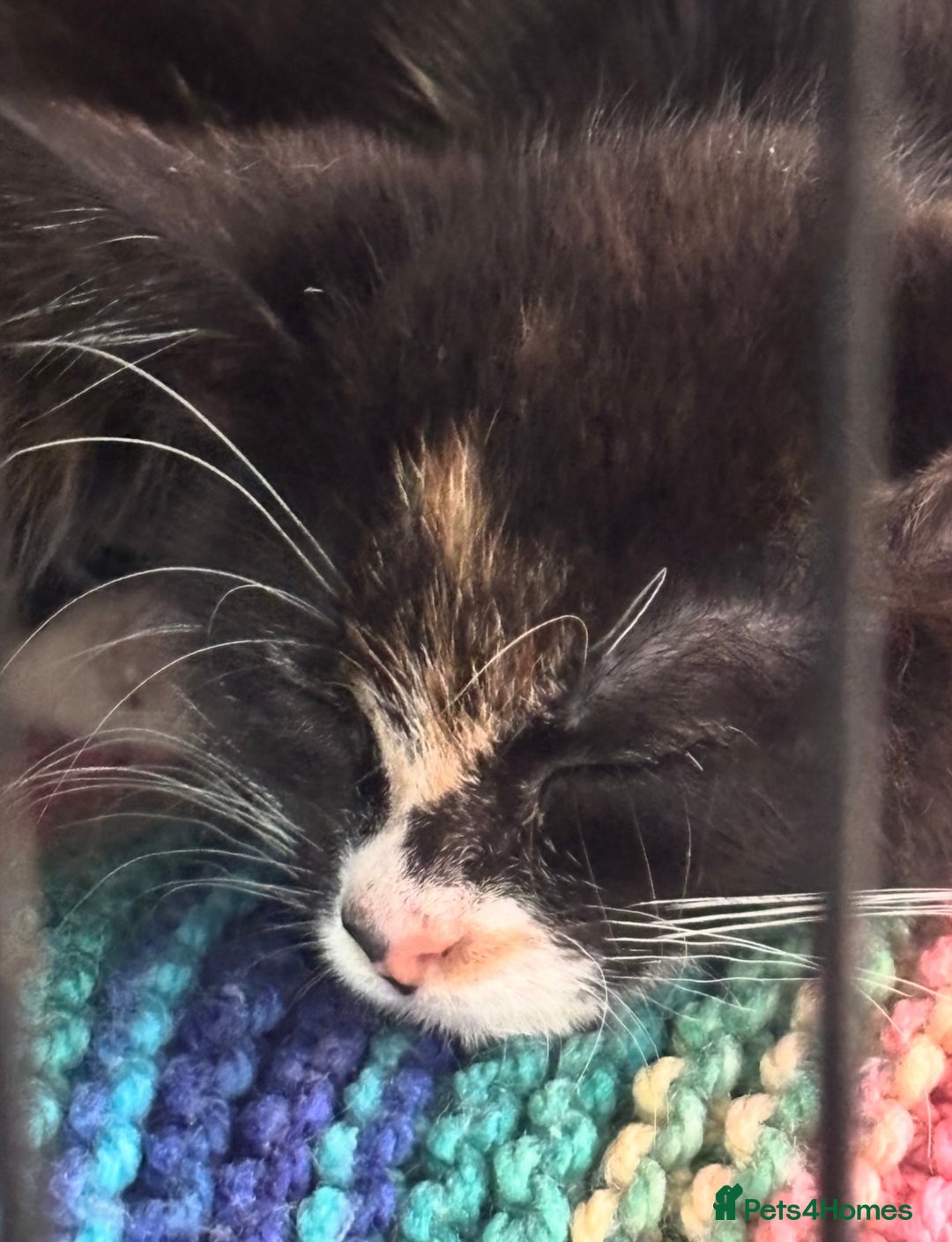 Domestic Shorthair cats for adoption: Adopt from Cats in Crisis East London  - Advert 3