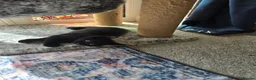 Mixed Breed cats for sale: Two male back Kittens  in Bristol - Advert 7