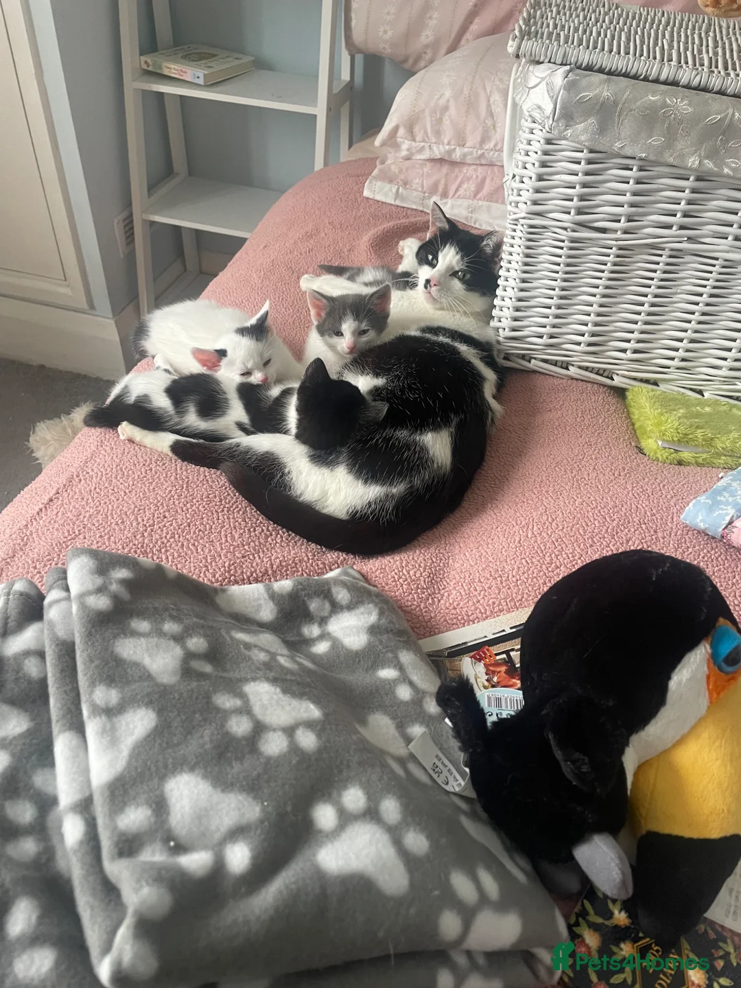 Mixed Breed cats for sale: Georgeous little snuggle kittens  - Advert 10